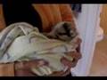 Australian Shepherd puppies