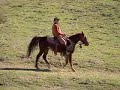 Wilderness Saddle Horse for Sale Wilderness Saddle Horse for Sale
