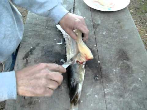 how to remove northern pike y bones