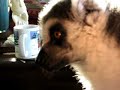 lemur-being-brushed.html