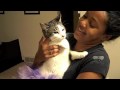 Dance of the Sugar Plum Kitty