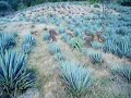 paisaje-de-atotonilco-el-alto.html