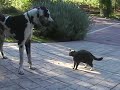 Cat vs. Great Dane