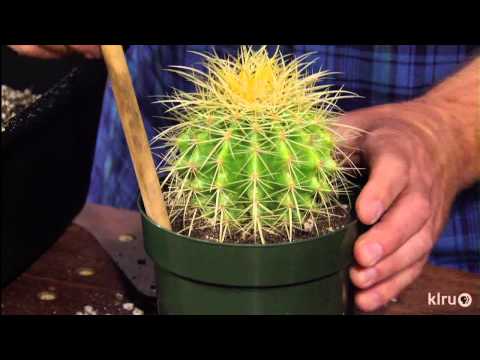 how to replant a cactus