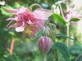 unicorns van june tabor met op de achtergrond mijn eigen bloemen en natuur foto's