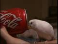 Passarinho Coca Cola