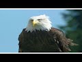 Ronald Reagan Bald Eagle on Doctors and Socialized Medicine