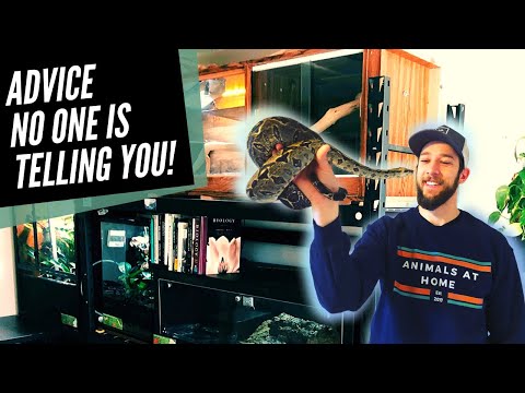 YouTube reptile video