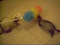twister et cheyenne