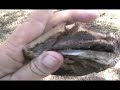 Horse Hoof Anatomy on a Budget
