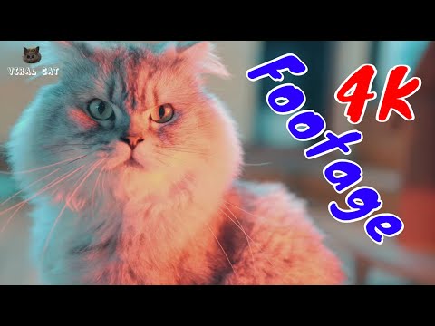 Những Cảnh Quay Đẹp Chất Lượng 4K Về Hoàng Thượng Mèo Tập 5