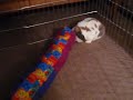 11/25/2008Oliver in his Play Pen! 4133 11/25/2008Oliver in his Play Pen! 4133