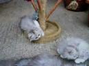 kittens at 8 weeks old