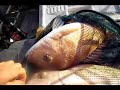 Snapper double hookups