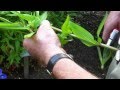 Summer perennial cuttings