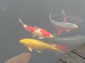 Japanse Koi