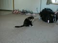 Hallee girl chasing her tail