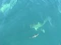 Diving with Sharks Blue Hole Belize