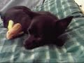 Sleepy pets