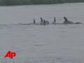 Wayward Dolphins Allowed to Stay in N.J. River
