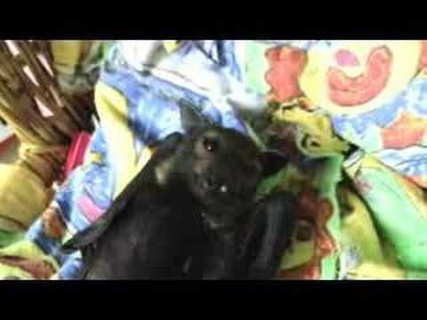 Baby fruit bat has a scratch