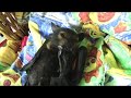 Baby fruit bat has a scratch