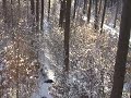 Frischling Auf Winterlicher Drückjagd Erlegt