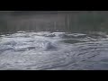 manatee mating behaviour manatee mating behaviour