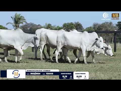 2� DE OLHO NA FAZENDA NELORE SESMARIAS