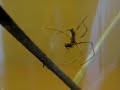 Net-Casting (Ogre-Faced) Spider Catching A Fruit Fly