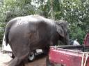 Mot in Thailand - Olifant die zichzelf wast Mot in Thailand - Olifant die zichzelf wast