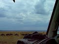 Wildebeest herd on the move/??????