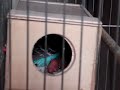 nascimento dos periquitos