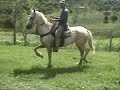 Xuxa do Vassoural - Mangalarga - Haras Venegas