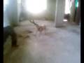 dressage chien