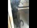 Kitty wants pets