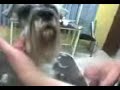 Peluqueria canina Peluqueria canina