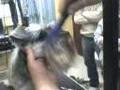 Peluqueria canina