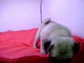 videos de carlino Macho COV REF:122
