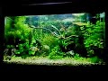 Juwel Rio 125 Planted Aquarium