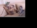 Savannah kittens - frenzied fiends at play :-) Savannah kittens - frenzied fiends at play :-)