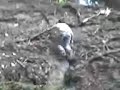 free climb