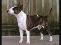 Bull Terrier Slides