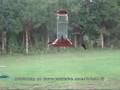 Too Many (Ruby-throated hummingbirds) to Count
