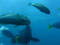 submarinismo-en-aust