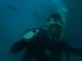 submarinismo-en-aust