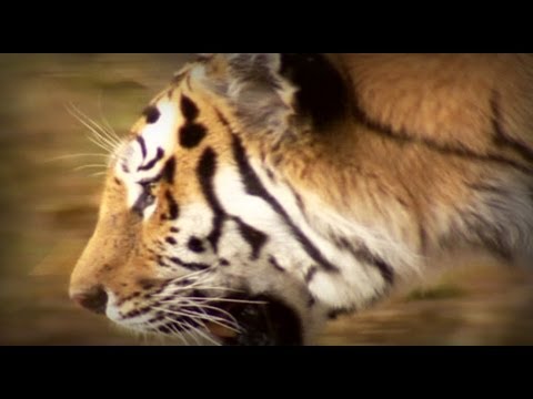 Tigre - El protagonista de esta historia es un cazador formidable en el ocaso de su imperio. Millones de años de evolución le hicieron el mayor felino sobre la Tierr...
