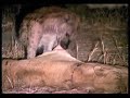 hyena-consumes-lioness.html