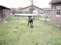 Bikkel en Bo ( Duitse dog ( great dane ) en duitse staander)