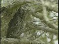 African Scops Owl African Scops Owl